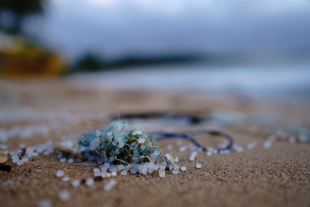 Microplàstics recollits en una mostra de sorra de platja