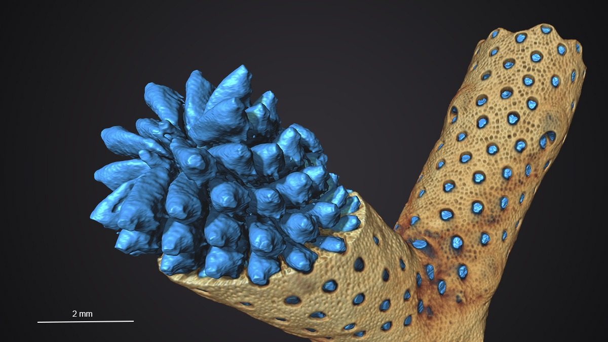 Reconstrucció 3D per micro-tomografia computeritzada d'una colònia de briozous